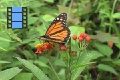 Scene 90_Danaus plexippus megalippe on milkweed flower